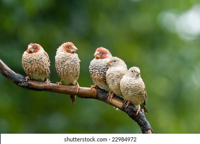 2,851 Red headed finch Images, Stock Photos & Vectors | Shutterstock