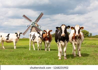 5 staring cows in a grass pasture in front of a historical windmill in Oud Ade the Netherlands.