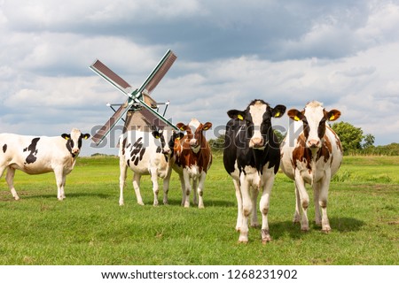 5 staring cows in a grass pasture in front of a historical windmill in Oud Ade the Netherlands.