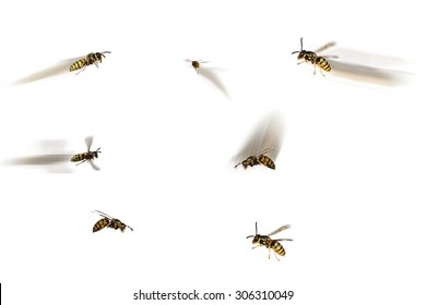 5 wasps flying 2 sitting isolated on white