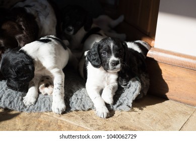 springer spaniel beagle mix puppy