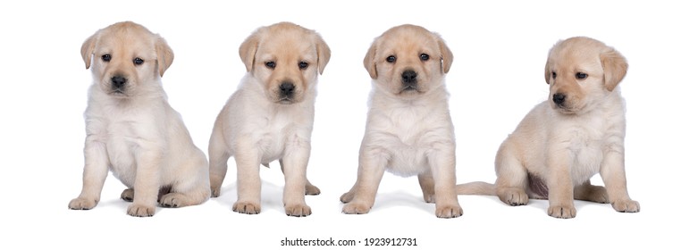 5 Week Old Labrador Puppy Isolated On A White Background Walking Away