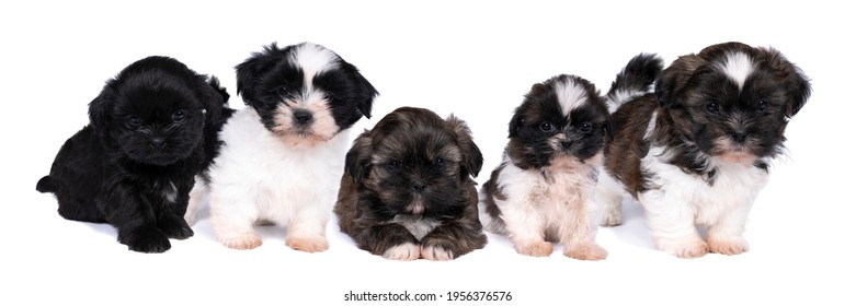 teacup shih tzu