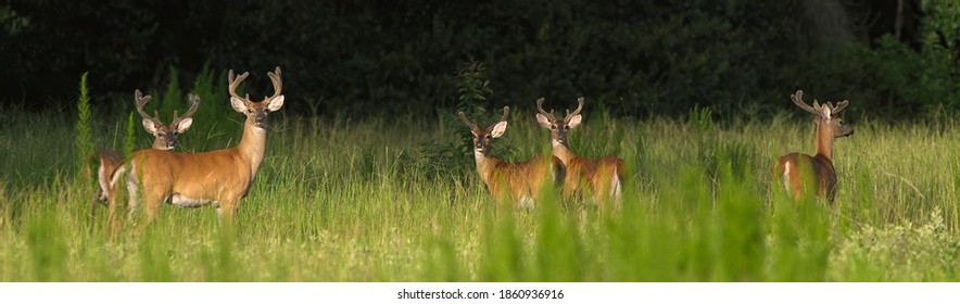 5 white tailed - Odocoileus virginianus clavium deer bucks standing in an open meadow in north Florida 