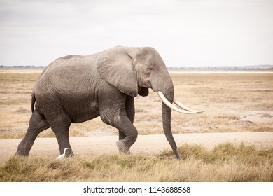 50% loaded (half wet as it just left a swamp, actually) african elephant (Loxodonta africana) walking in Amboseli National Park, Kenya
