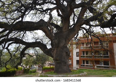 500 year old tree in australia