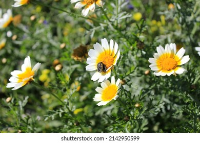 500px Photo ID: 1046471136 - I Discovered This Maybugs As I Was Taking A Stroll On A Sunny Day Last Week. Seems That They Are Welcoming Spring, Also On A Very Beauiful Flower. 