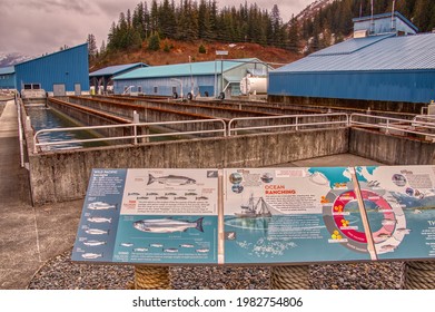 5-19-21 Valdez, Alaska, USA 
The Soloman Fishery Is The Largest Pink Salmon Fishery In North America