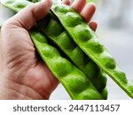 54. Unripe petai fruit (Parkia speciosa); commonly consumed by Indonesian people as fresh vegetables (ulam) or ingredients for making dishes; hand held (6)