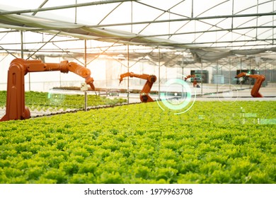 5G Futuristic technology trend,artificial intelligence precision and smart farm agriculture concept.Farmer use ai drone and robot farmers (automation) to monitor check the health of Hydroponics plant. - Powered by Shutterstock