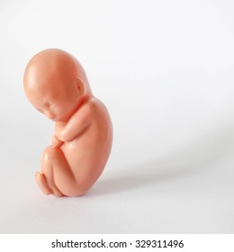 5th month human fetus model of pregnancy with shadow
				