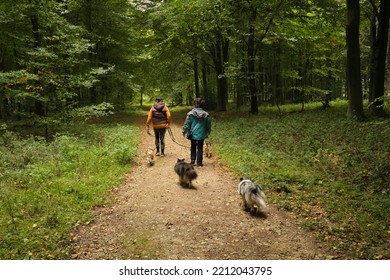 5th October 2022- Dog Walkers Enjoying A Leisurely Stoll With Their Canine Companions In A Beautiful Woodland Park In West Sussex, England, UK.