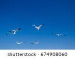 6 birds in flight, flying in the cloudless deep blue sky,  bright day light. 