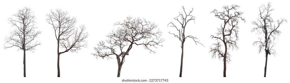 6 dead trees or dry tree collection isolated on white background. - Powered by Shutterstock