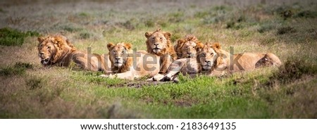 The 6 lion brothers resting in the african savanna