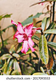 6 Petals Of The Flower Represents The 6 Senses Of Humans 