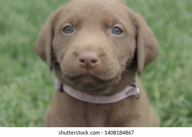 6 Week Old Chocolate Lab Puppy 