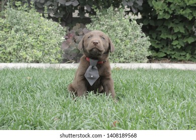 6 Week Old Chocolate Lab Puppy 