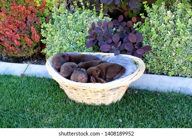 6 Week Old Chocolate Lab Puppy Siblings Sleeping