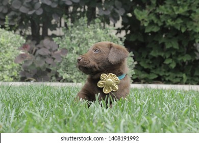 6 Week Old Chocolate Lab Puppy 