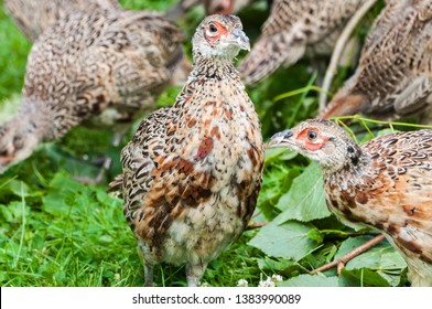 6 Week Old Pheasant Chicks At A Game Bird Farm