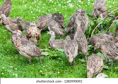 6 Week Old Pheasant Chicks At A Game Bird Farm