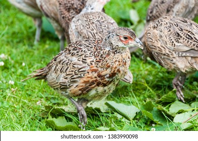 6 Week Old Pheasant Chicks At A Game Bird Farm