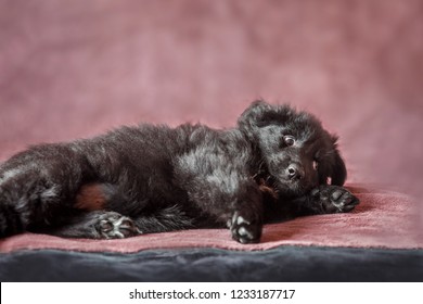 Long Haired German Shepherd Images Stock Photos Vectors