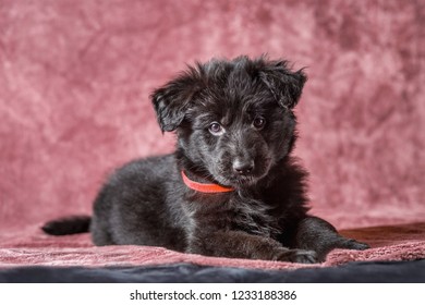 Long Haired German Shepherd Images Stock Photos Vectors