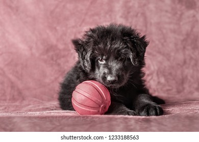 Long Haired German Shepherd Images Stock Photos Vectors