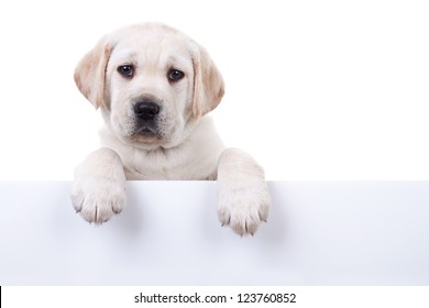 6 weeks old Labrador retriever puppy above banner or sign, isolated on white
