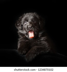 German Long Haired Shepherd Images Stock Photos Vectors