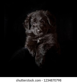 German Long Haired Shepherd Images Stock Photos Vectors