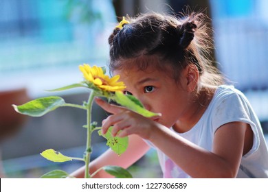 
6 Year Old Asian Girl In Her Backyard Nature Class.Girl Plant And Take Care,  Waiting,observe For Sunflower Components And Growth.Nature Classroom Make Independence And Self-esteem In Children.