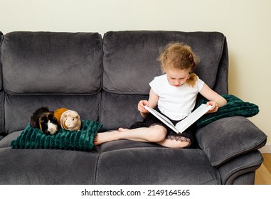 6 Year Old Girl Child Reading A Book Out Loud To An Real Animal Guinea Pigs At Home, Practicing Reading And Confidence Concept.