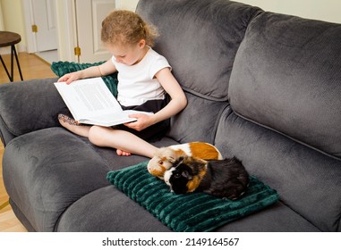 6 Year Old Girl Child Reading A Book Out Loud To An Real Animal Guinea Pigs At Home, Practicing Reading And Confidence Concept.