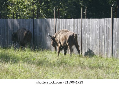 6-2-2012: Bialowieza ,Poland: Bison At Bialowieza National Park