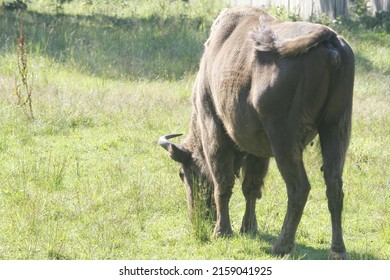 6-2-2012: Bialowieza ,Poland: Bison At Bialowieza National Park