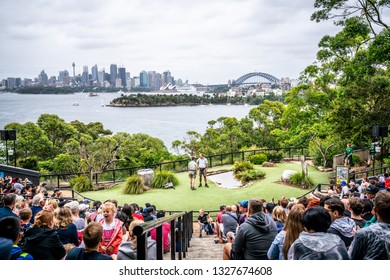 6th January 2019, Sydney NSW Australia : Bird show at Taronga zoo and scenic view of Sydney CBD skyline in background in NSW Australia