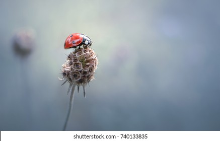 7 Points Lady Bug 