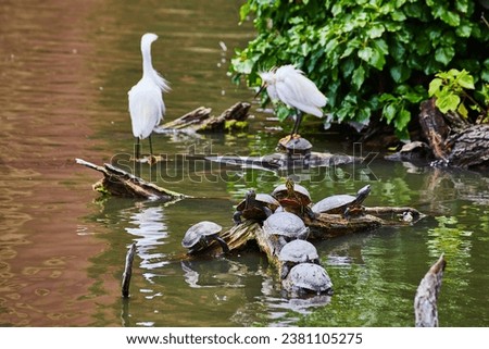 7 snapping turtles on a log with 2 white Snowy Egrets in background with one standing on turtle