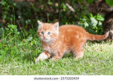 7 week old ginger kitten exploring outdoors for first time looking around in trepidation with wide pale blue eyes