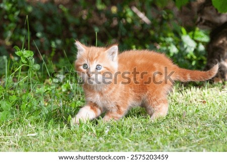 7 week old ginger kitten exploring outdoors for first time looking around in trepidation with wide pale blue eyes