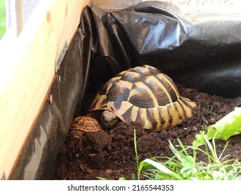 7 years old Hermann's tortoise (Testudo hermanni) vs one year old Russian tortoise (Testudo horsfieldii) in tortoise enclosure. 