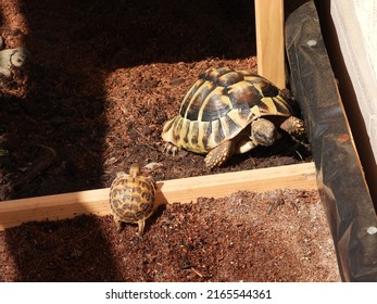 7 years old Hermann's tortoise (Testudo hermanni) vs one year old Russian tortoise (Testudo horsfieldii) in tortoise enclosure. 