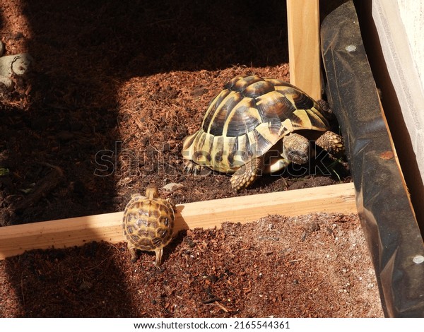 7 years old Hermann\'s tortoise (Testudo hermanni) vs one\
year old Russian tortoise (Testudo horsfieldii) in tortoise\
enclosure. 