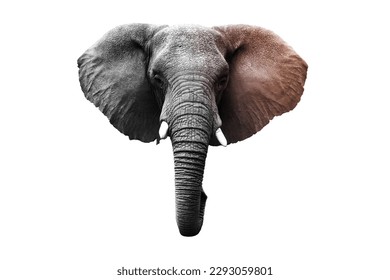 #7465 Gray elephant isolated on a transparent background