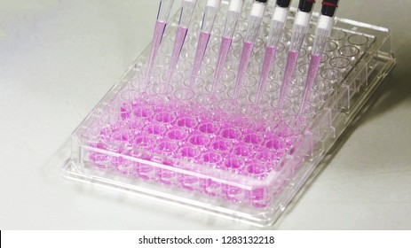8 channels multichannel pipettes depositing liquid samples into a 96 well microplate or ninety-six microtiter plate, Close up shot background laboratory concept. - Shutterstock ID 1283132218