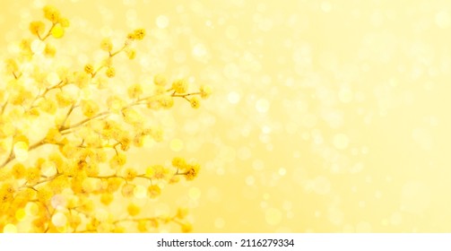 8 March or Easter greeting card with yellow mimosa branch on yellow backdrop with bokeh lights. - Shutterstock ID 2116279334