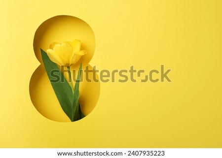 8 March greeting card. Paper cut Eight made of yellow background and fresh spring flowers bouquet of yellow tulips. Greeting card for Womens Day on March 8 Flat lay top view. International Womens day